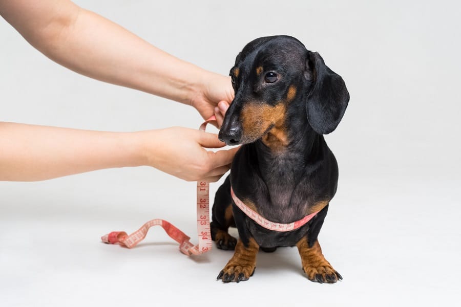Measuring Dachshund's body feature with tape