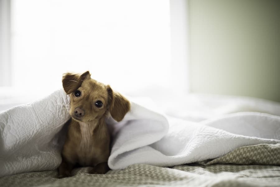 Curious Brown Dachshund 