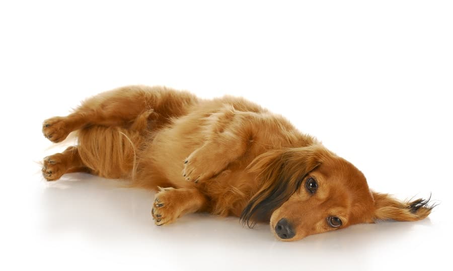 Panosteitis and Other Ailments in Growing Dachshunds