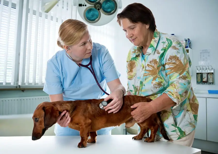 veterinarian doctor checking up a dachshund