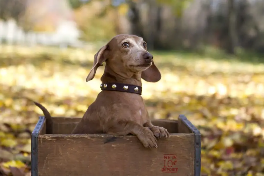  Dachshund in a wooden litter box