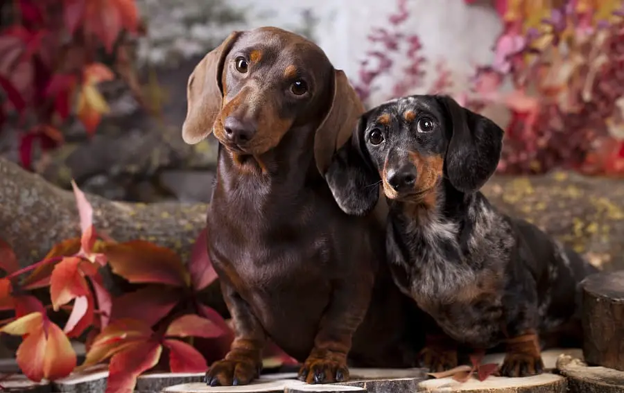 tvo dachshund dogs