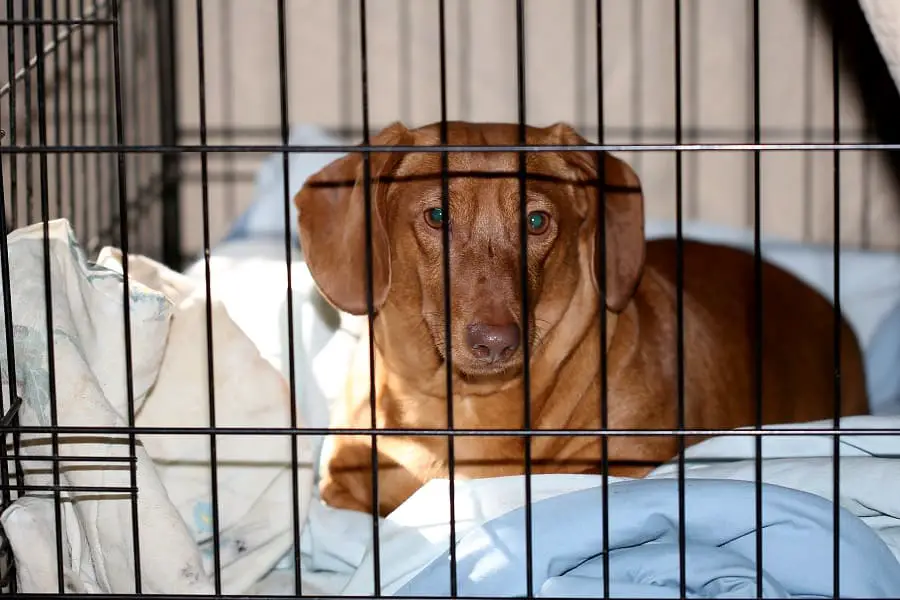 dachshund confined to crate