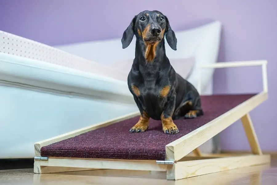 black and tan dachshund sitting on a home ramp.