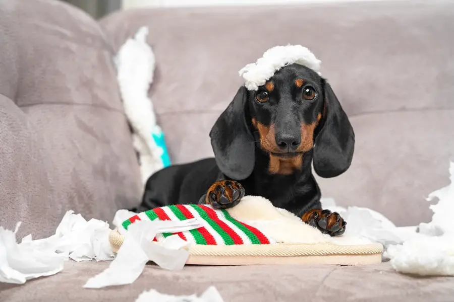 dachshund puppy tore up furniture sitting in the middle of chaos