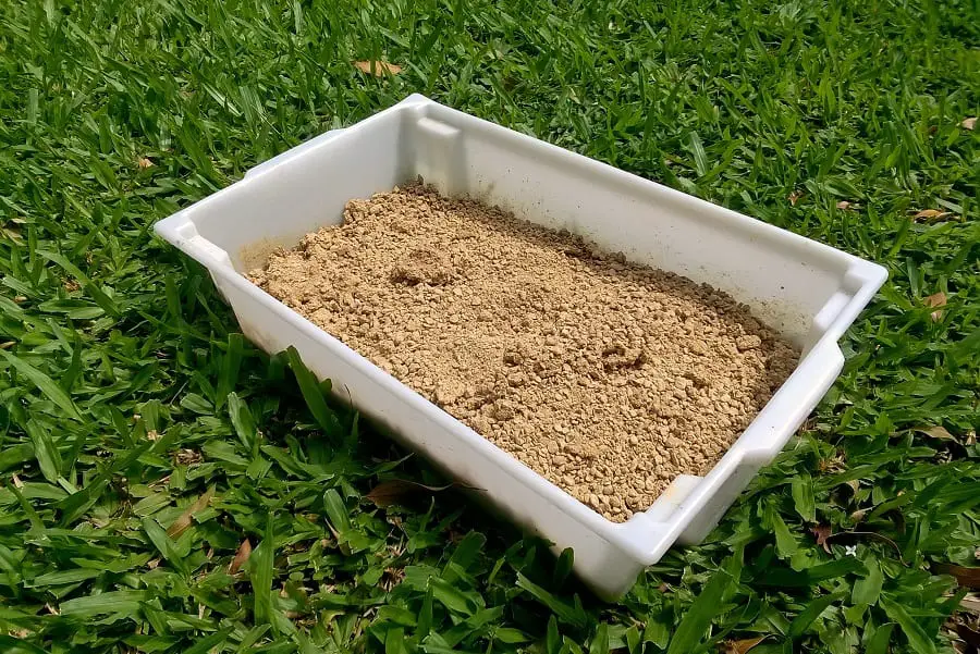 dachshund's litter box on the grass