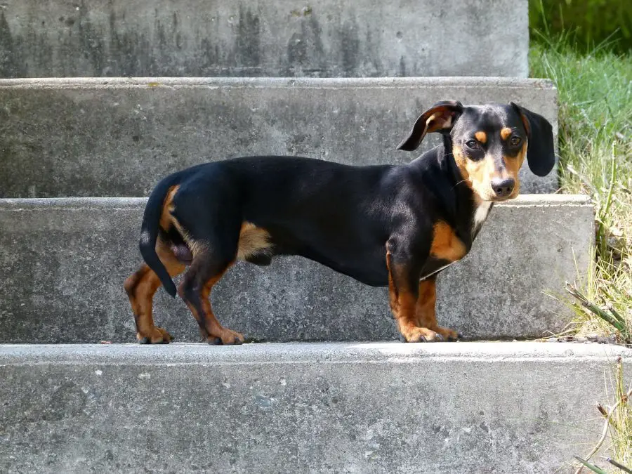 dachshund climbing stairs