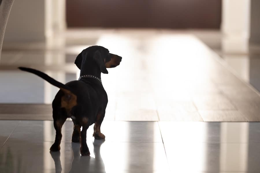 black dachshund with collar standing in hall alone 