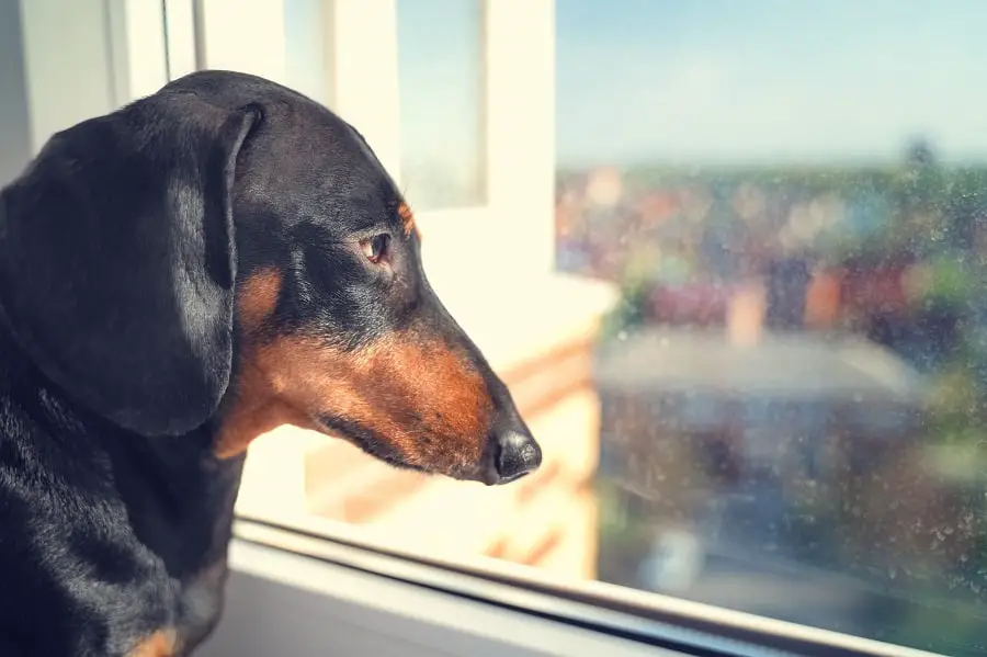 portrait of a black and tan dachshund sadly looking out the window awaiting the return of the owner  to come home