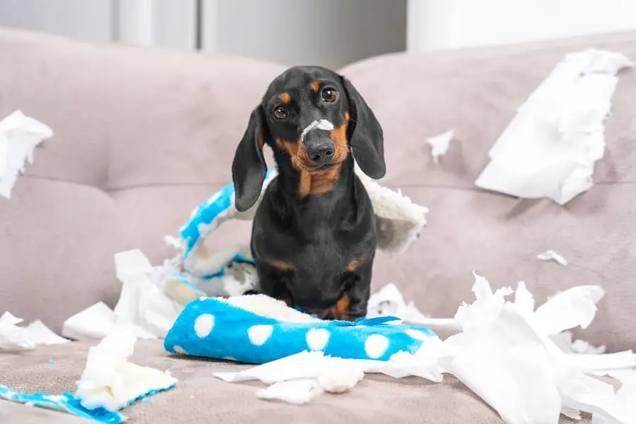 dachshund puppy tore furniture and chews home slipper