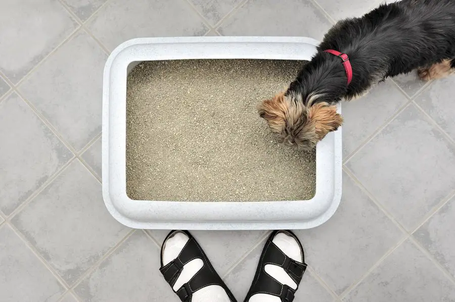 Dachshund looking at the Litter Box