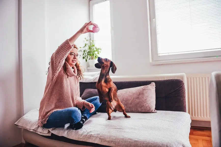 Adult girl playing with her dachshund dog