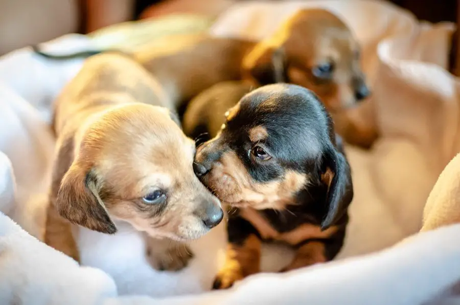 4 week old dachshund puppies