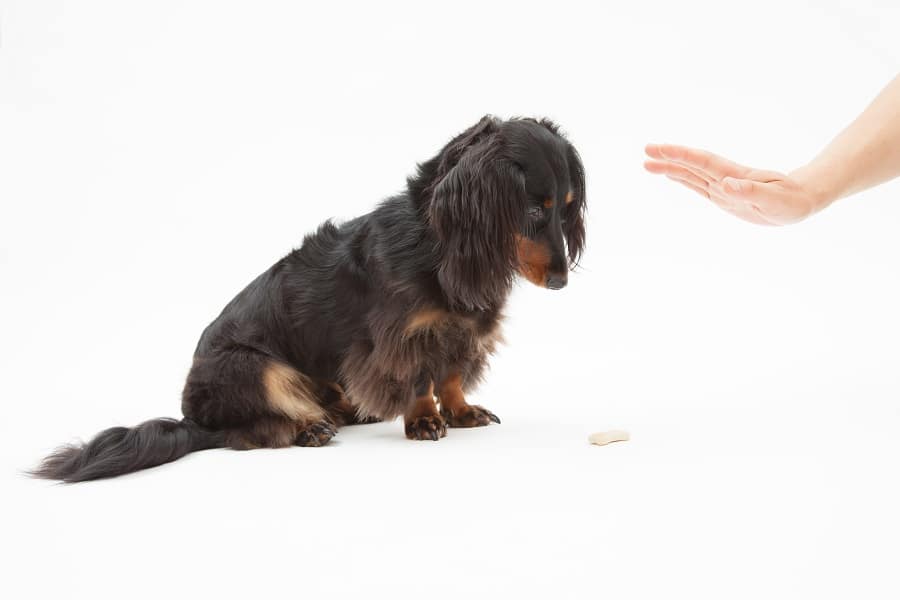 Hand to wait on dachshund