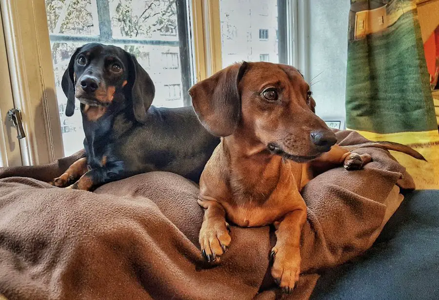 Two lovely dachshunds 