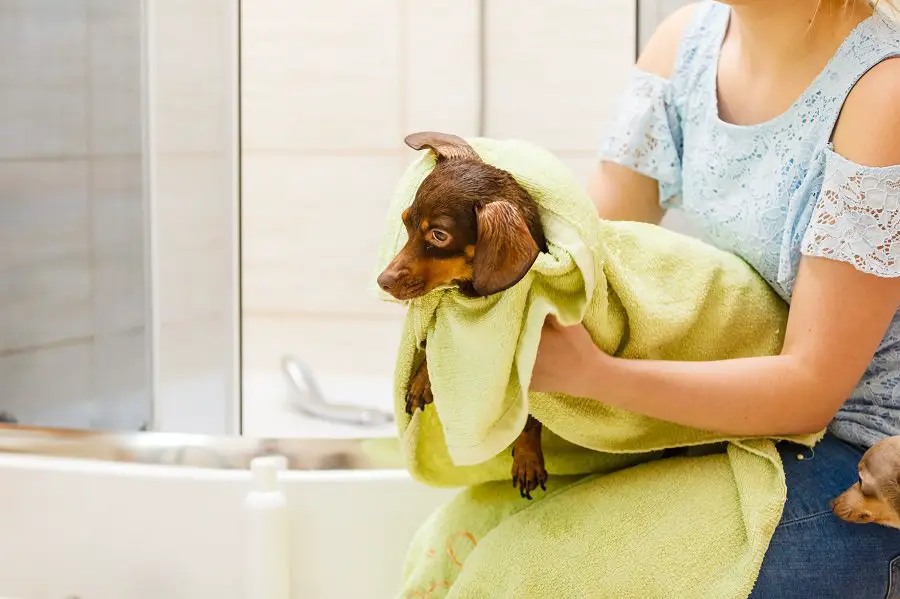 Woman drying and taking care of dachshund after shower