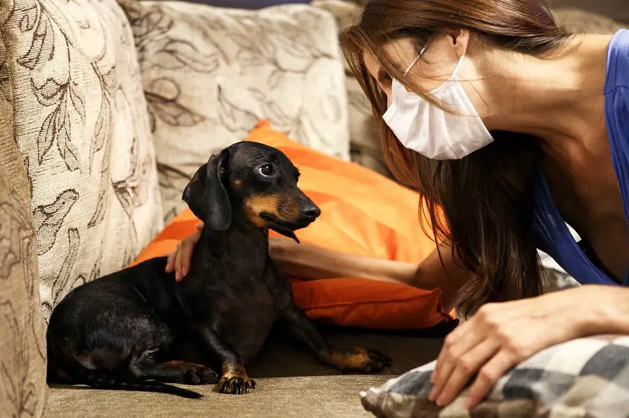 Allergic owner reuniting with her dachshund