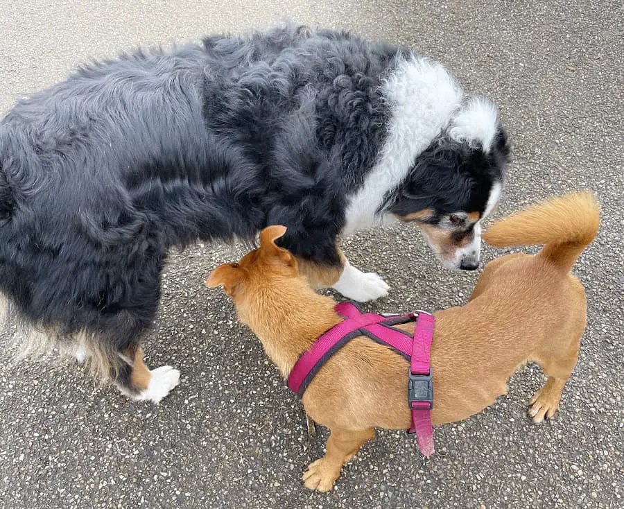 Saint Bernhard and Dachshund smell each other