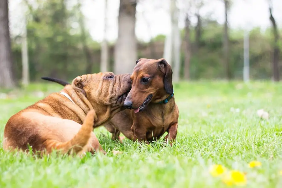 dachshund and sharpei playing along