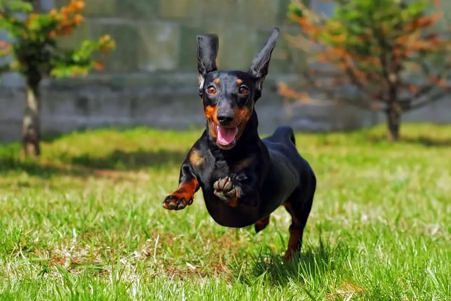 happy Dachshund running and jumping on the grass