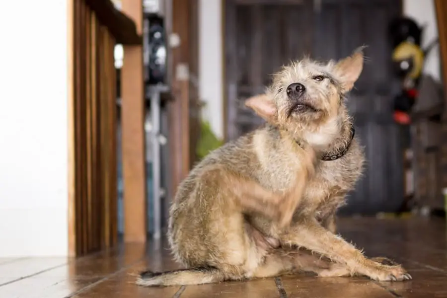 A dog is scratching his chin with his hind leg