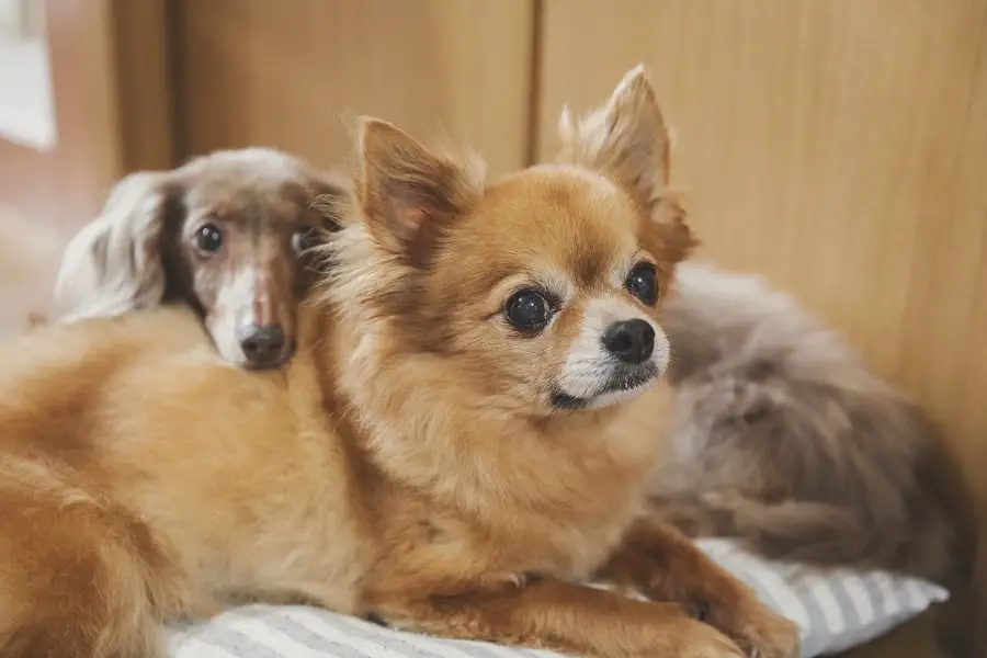 miniature dachshund getting along with chihuahua