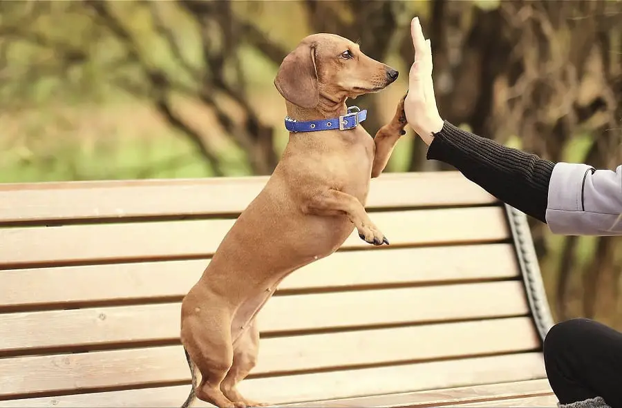 friendly dachshund gives paw to stranger