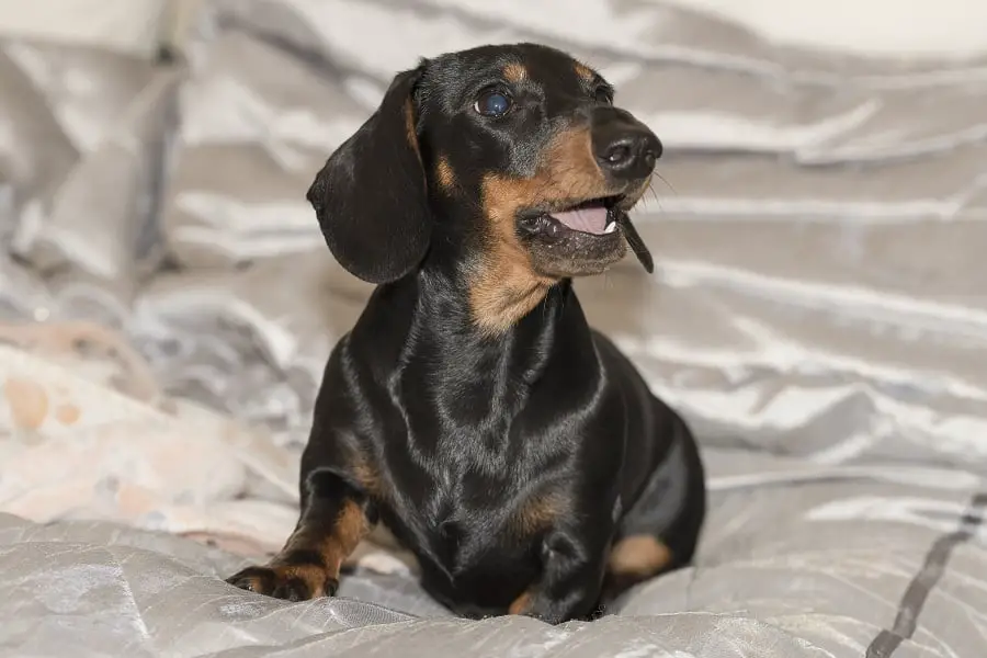 Miniature Dachshund puppy sitting on silver blanket looking right and barking