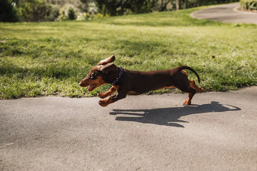 excited dachshund barking & running outdoors on a sunny day
