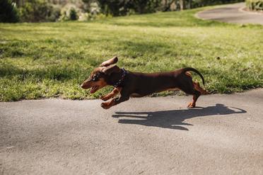 are dachshunds barking mad