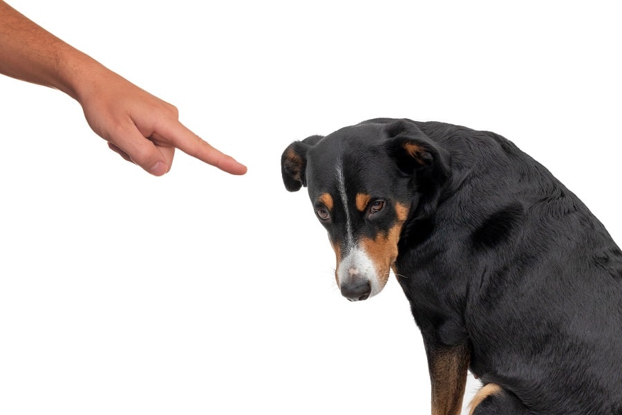 owner finger pointing and scolding hid dachshund dog for barking