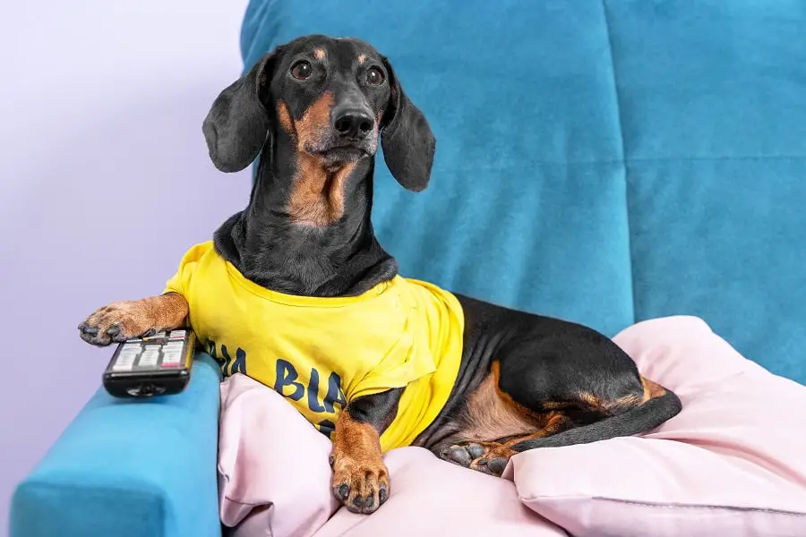 Lazy dachshund dog in yellow t-shirt lying on couch