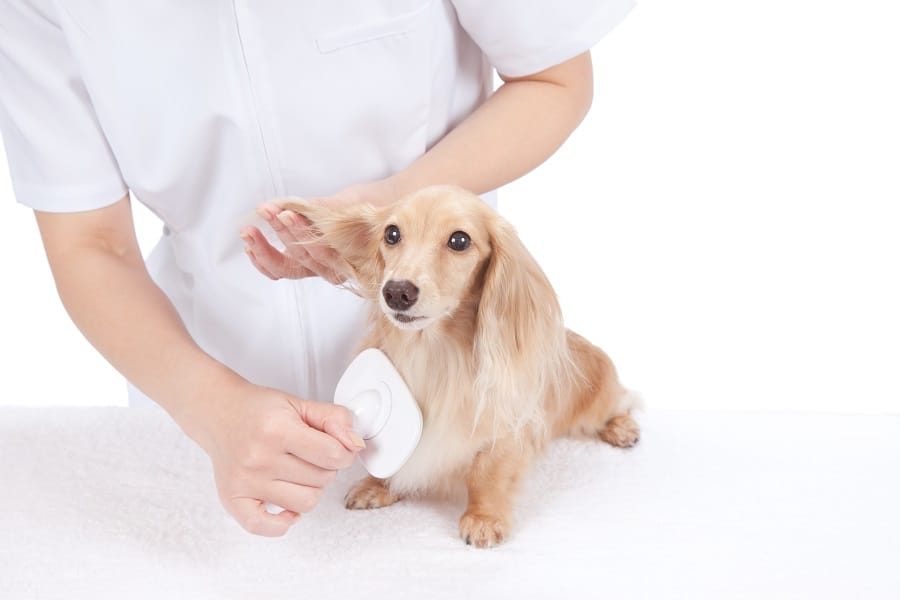 Dog groomer brushing dachshund