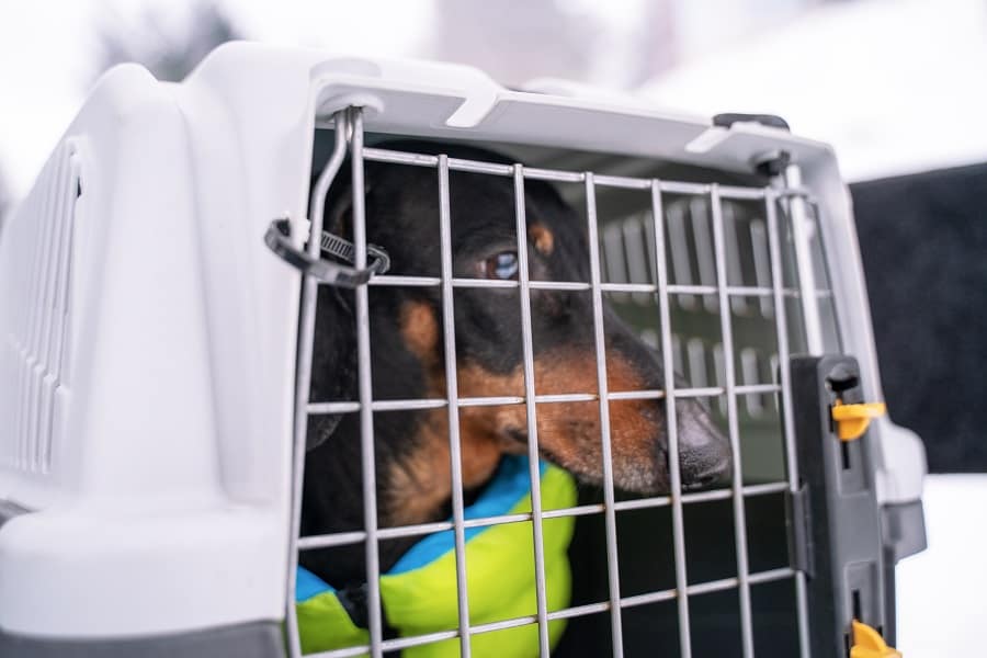 Cute black and tan dachshund wearing pretty vibrant jacket sitting in crate