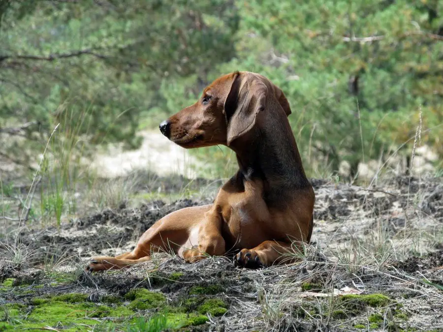 dachshund sitting