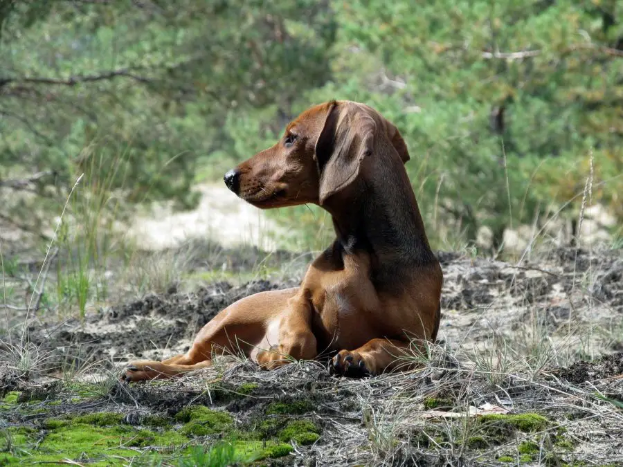 ダックスフンドはどのようにアナグマ狩りに使われたのか 7 Of Their Best Traits Dachshund Journal Arquidia Mantina