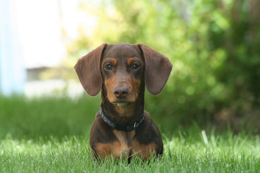 Dachshund sitting