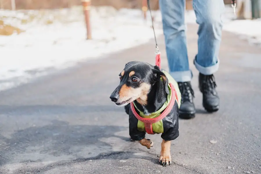 Walking a dachshund dog on the leash