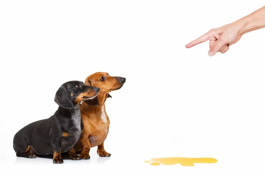 dachshund dogs being punished for urinate or pee 