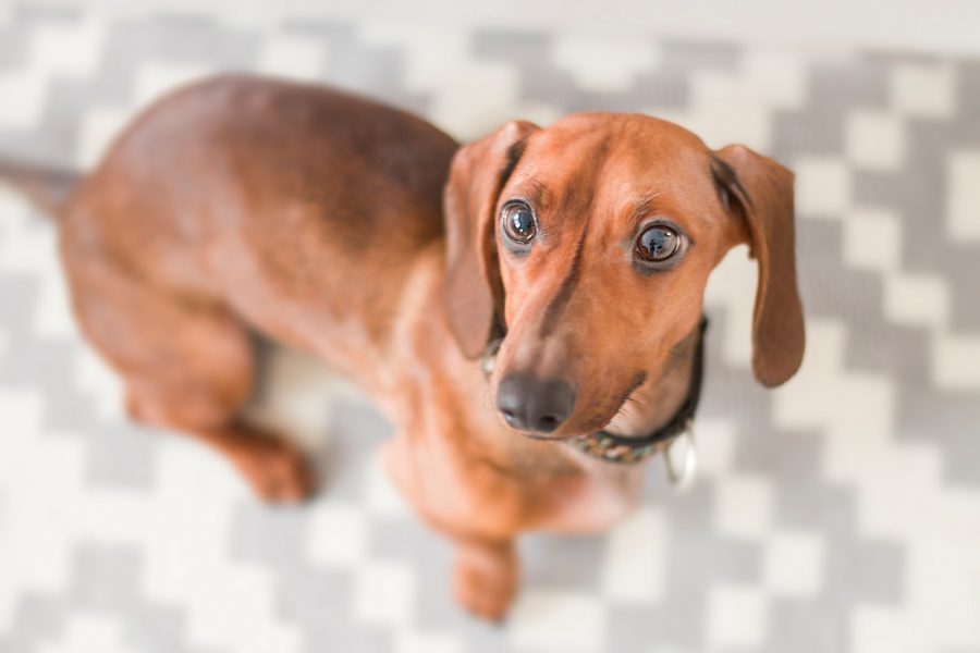 Dachshund straing upward