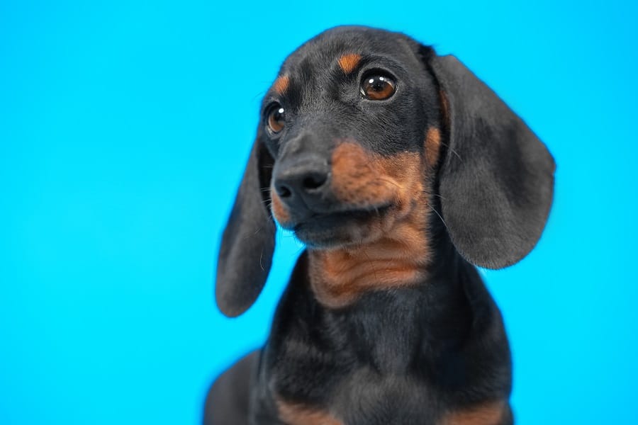 Expressive portrait of cute black and tan dachshund puppy