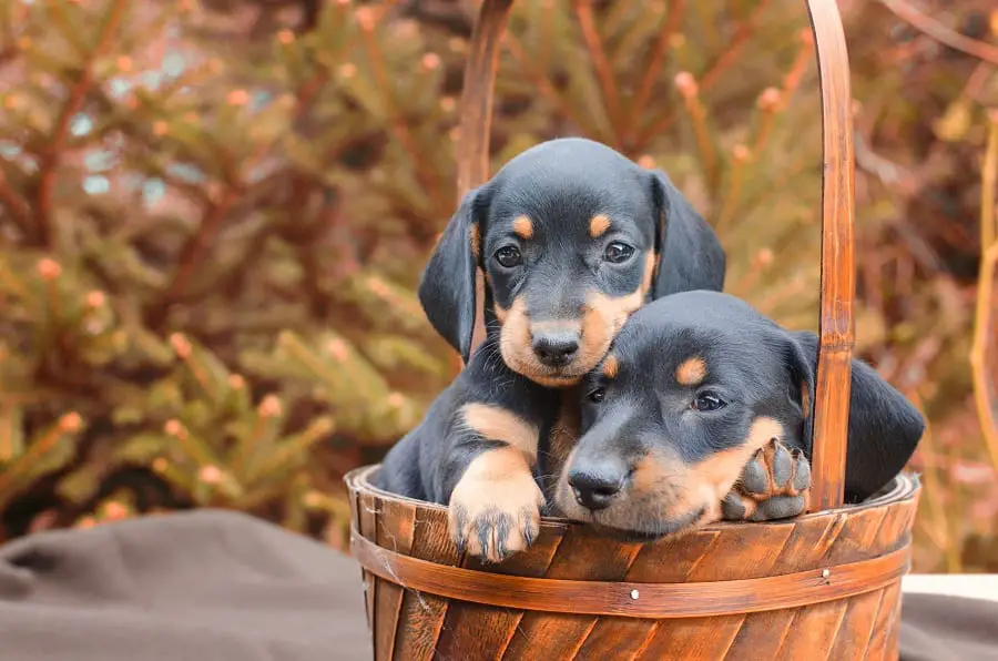 Two lovely dachshund puppies together.