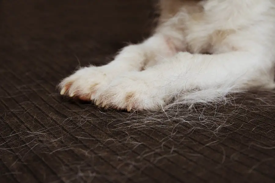 Dachshond puppy shedding hair