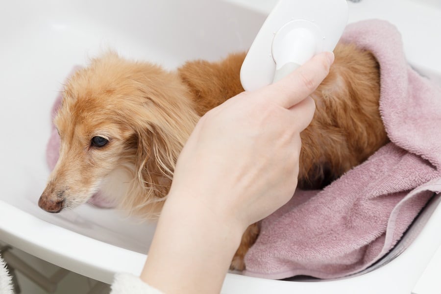 grooming and brushing dachshund
