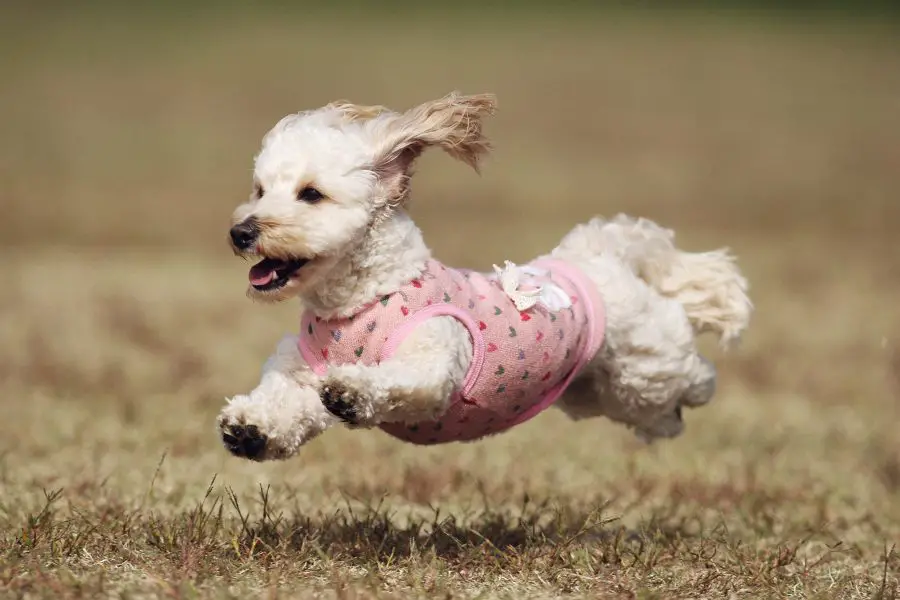 doxiepoo running