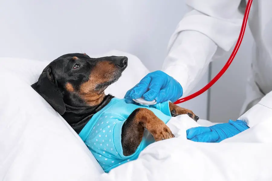 vet examines a sick dachshund with a stethoscope