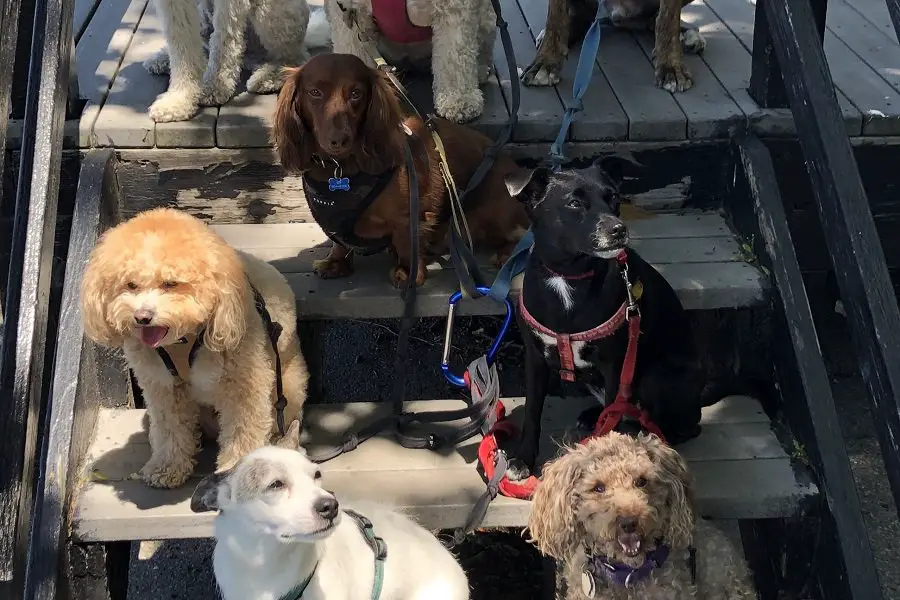 doxiepoo with other pet dogs