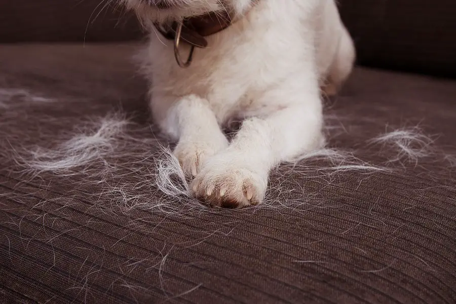 Wire-haired Dachshund Dog Shedding Hair