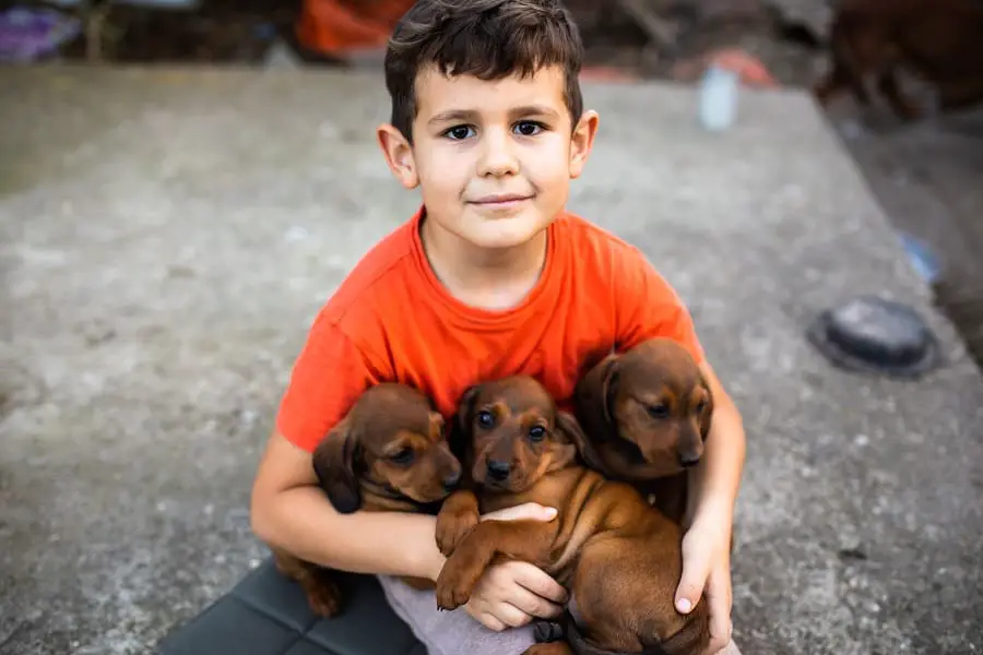 a cute boy with three dachshund puppies