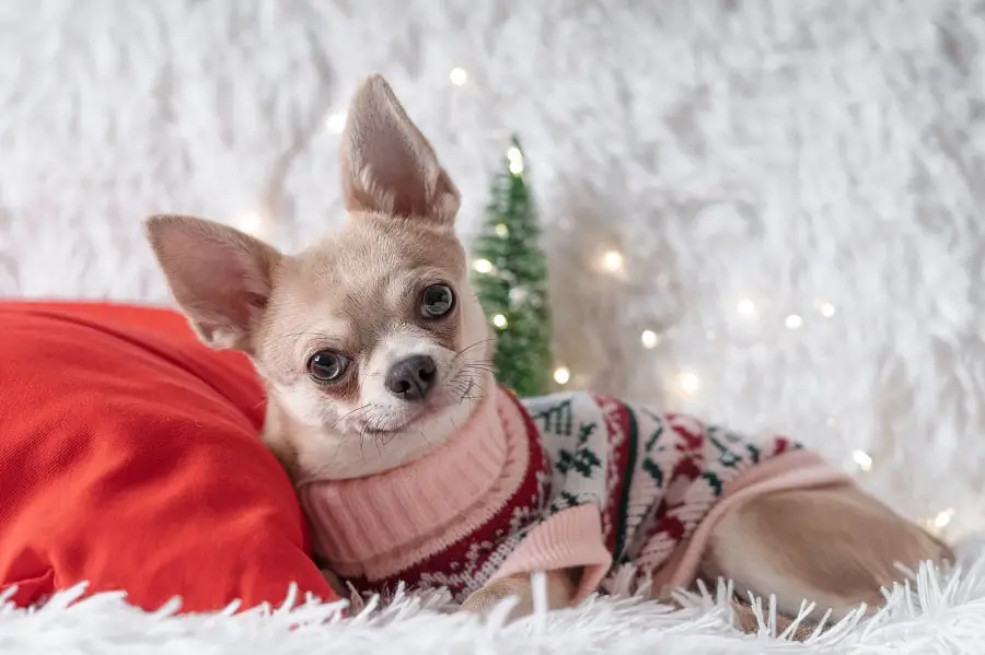 Cute little chihuahua in sweater lies on a blanket